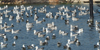Larus armenicus